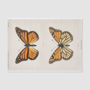 Sherman F. Denton   Monarch Butterfly Tissue Paper