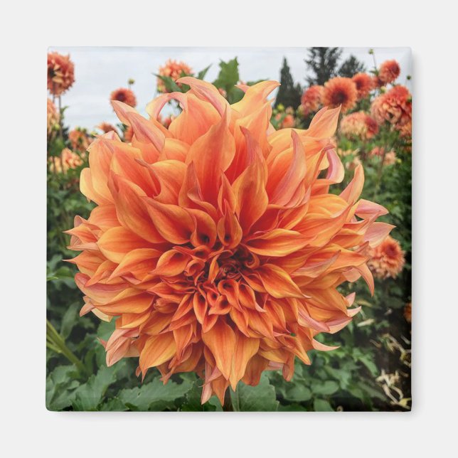Sherwood's Peach Dahlia Magnet (Front)