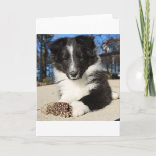 shet shp black and white puppy card