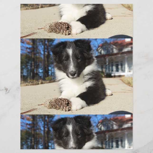 shet shp black and white puppy flyer (Front)