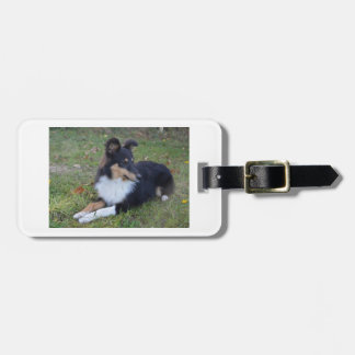 shet shp black white tan laying full luggage tag