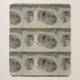 shet shp blue merle white tan puppy sherpa blanket