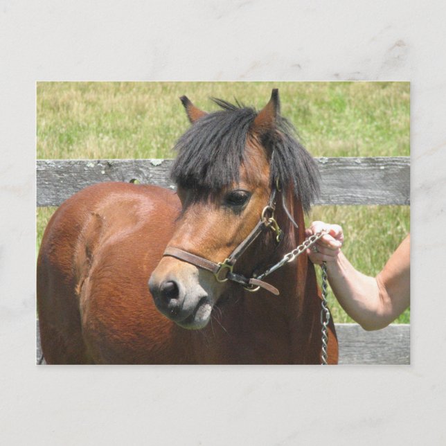 Shetland Pony Design Postcard (Front)