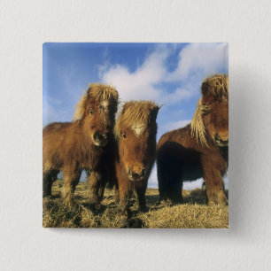 Shetland Pony, mainland Shetland Islands, 2 Inch Square Button