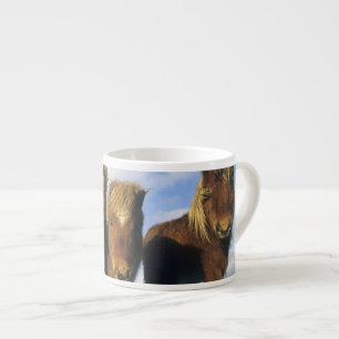 Shetland Pony, mainland Shetland Islands, Espresso Cup