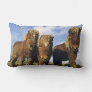 Shetland Pony, mainland Shetland Islands, Lumbar Pillow