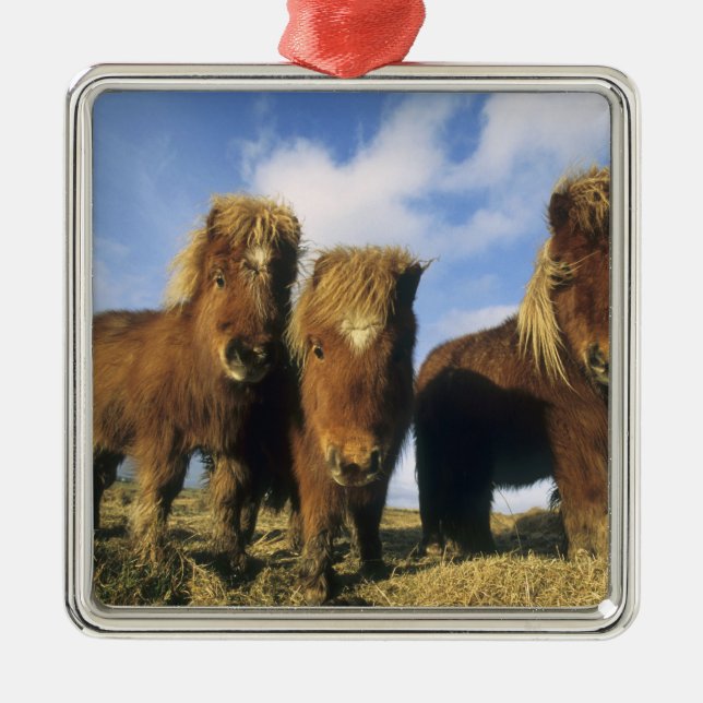 Shetland Pony, mainland Shetland Islands, Metal Ornament (Front)