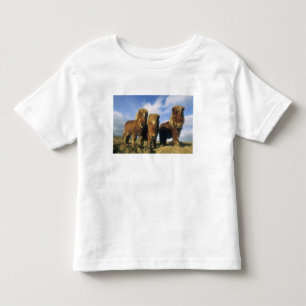 Shetland Pony, mainland Shetland Islands, Toddler T-shirt