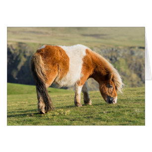 Shetland Pony On Pasture Near High Cliffs