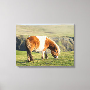Shetland Pony On Pasture Near High Cliffs Canvas Print