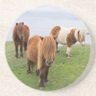 Shetland Pony on Pasture Near High Cliffs Coaster