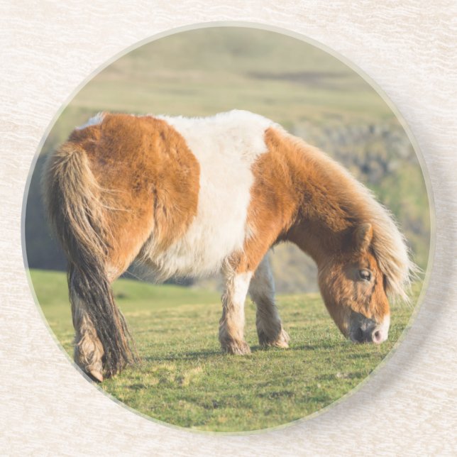 Shetland Pony On Pasture Near High Cliffs Coaster (Front)