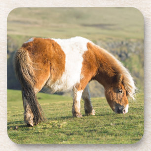 Shetland Pony On Pasture Near High Cliffs Coaster