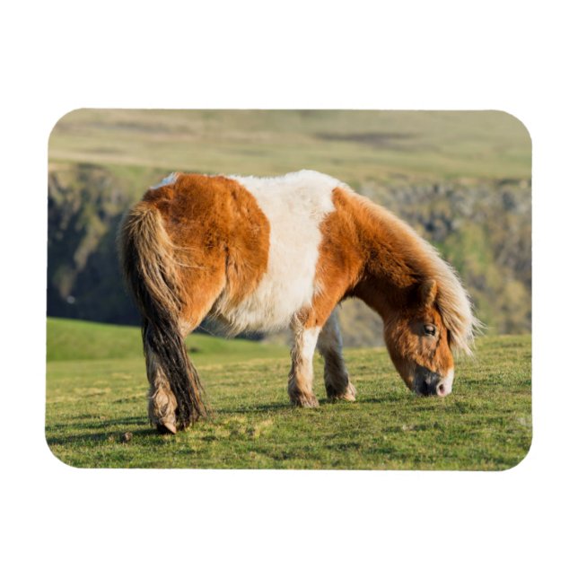Shetland Pony On Pasture Near High Cliffs Magnet (Horizontal)
