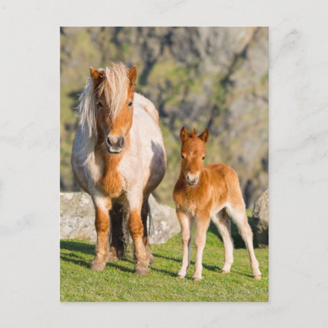 Shetland Pony On Pasture Near High Cliffs, Mare 2 Postcard (Front)