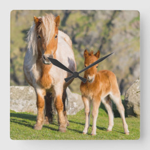 Shetland Pony On Pasture Near High Cliffs, Mare 2 Square Wall Clock