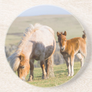 Shetland Pony On Pasture Near High Cliffs, Mare Coaster
