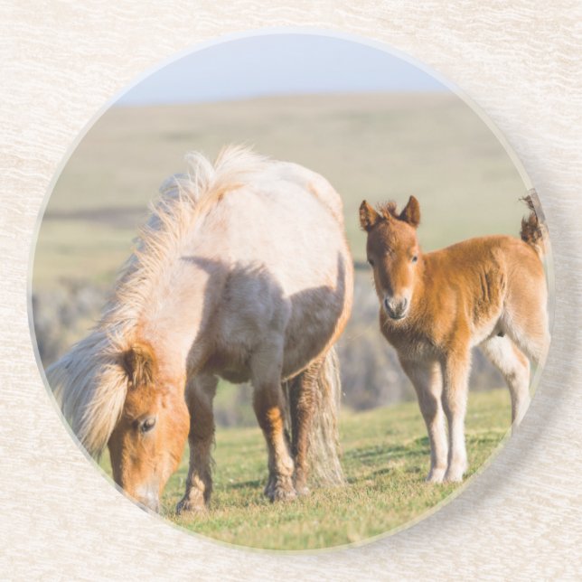 Shetland Pony On Pasture Near High Cliffs, Mare Coaster (Front)