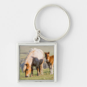 Shetland Pony On Pasture Near High Cliffs, Mare Keychain
