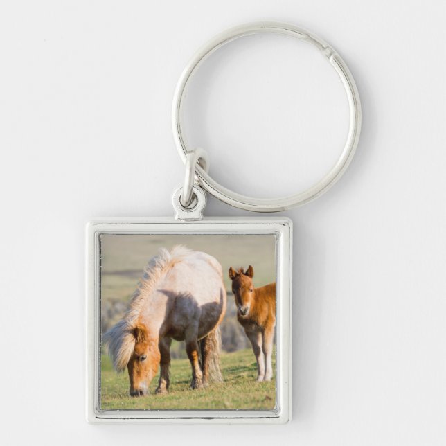 Shetland Pony On Pasture Near High Cliffs, Mare Keychain (Front)