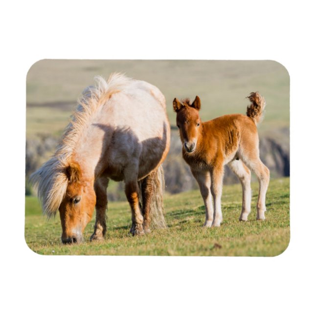 Shetland Pony On Pasture Near High Cliffs, Mare Magnet (Horizontal)