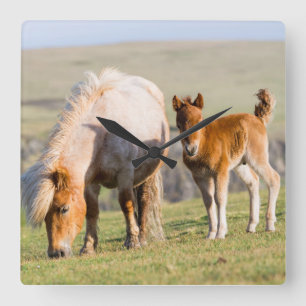 Shetland Pony On Pasture Near High Cliffs, Mare Square Wall Clock