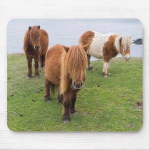 Shetland Pony on Pasture Near High Cliffs Mouse Pad
