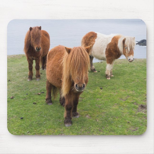 Shetland Pony on Pasture Near High Cliffs Mouse Pad (Front)