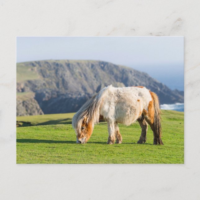 Shetland Pony on Pasture Near High Cliffs Postcard (Front)