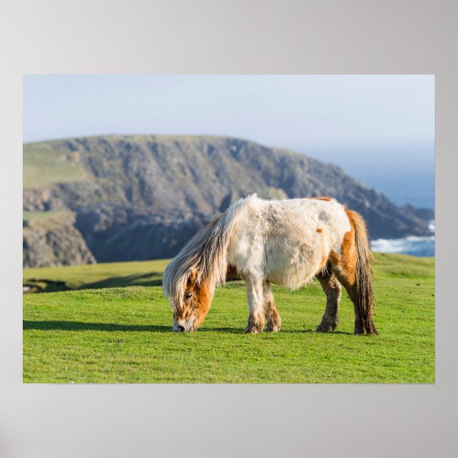 Shetland Pony on Pasture Near High Cliffs Poster (Front)