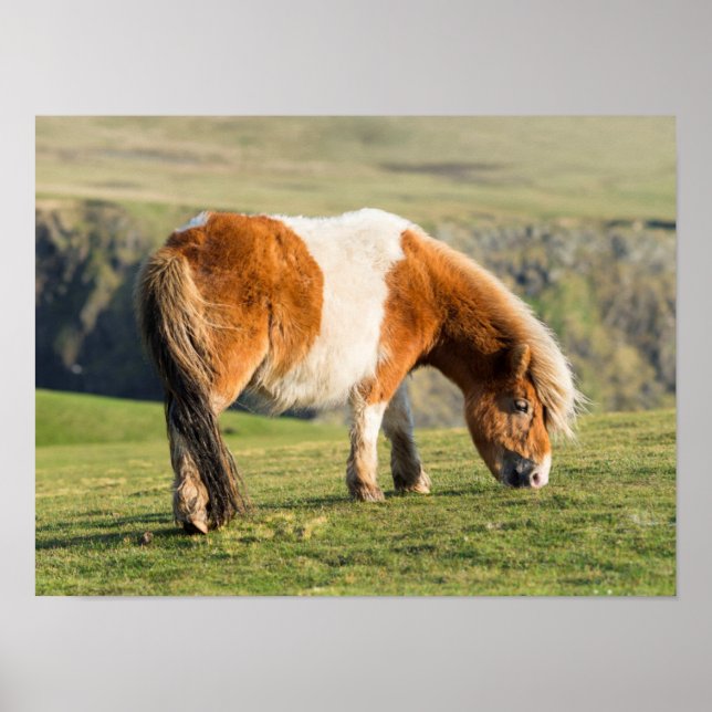Shetland Pony On Pasture Near High Cliffs Poster (Front)