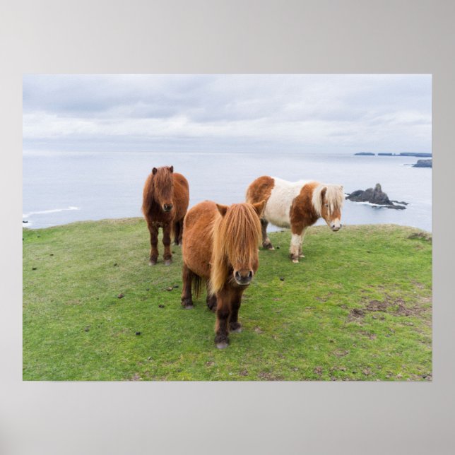 Shetland Pony on Pasture Near High Cliffs Poster (Front)