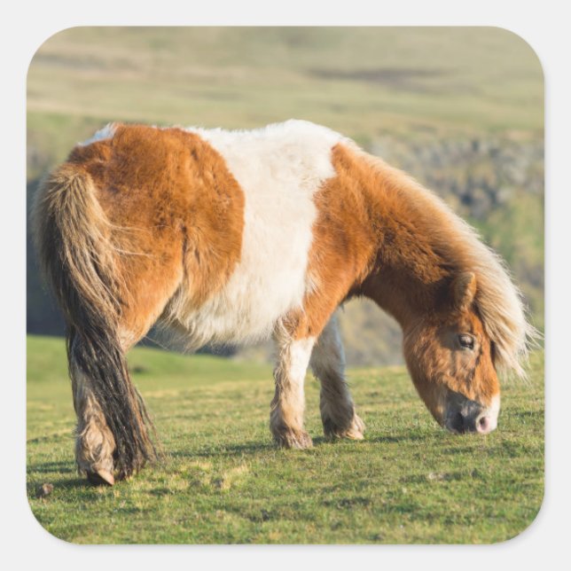 Shetland Pony On Pasture Near High Cliffs Square Sticker (Front)