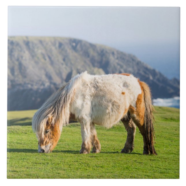 Shetland Pony on Pasture Near High Cliffs Tile (Front)