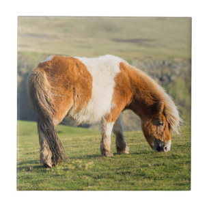 Shetland Pony On Pasture Near High Cliffs Tile