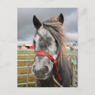 Shetland Pony Postcard