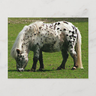 Shetland Pony Postcard