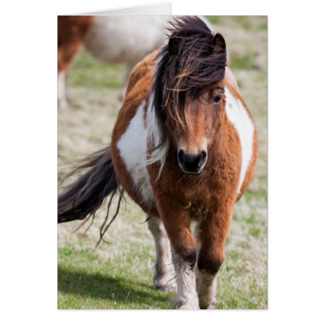 Shetland Pony, Shetland Islands (Front)