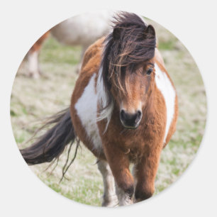 Shetland Pony, Shetland Islands Classic Round Sticker