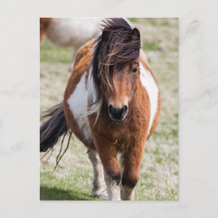 Shetland Pony, Shetland Islands Postcard