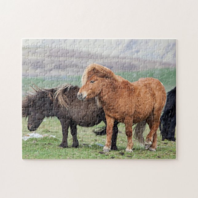 Shetland Pony, Shetland Islands, Scotland 2 Jigsaw Puzzle (Horizontal)