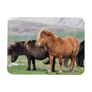 Shetland Pony, Shetland Islands, Scotland 2 Magnet