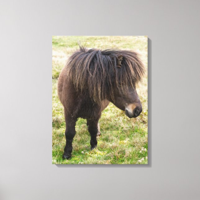 Shetland Pony, Shetland Islands, Scotland 3 Canvas Print (Front)