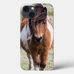 Shetland Pony, Shetland Islands, Scotland iPhone 13 Case