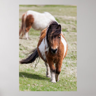Shetland Pony, Shetland Islands, Scotland Poster
