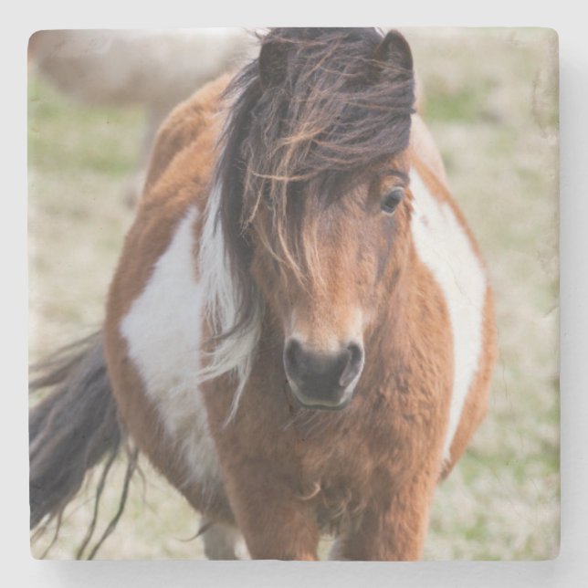 Shetland Pony, Shetland Islands Stone Coaster (Front)