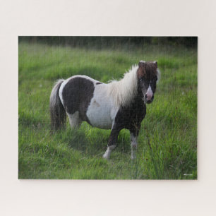 Shetland Pony Stallion Standing In Grass Jigsaw Puzzle
