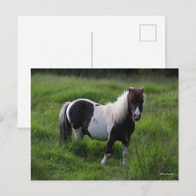 Shetland Pony Stallion Standing In Grass Postcard (Front/Back)