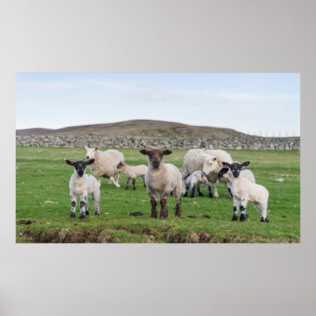 Shetland Sheep 5 Poster (Front)