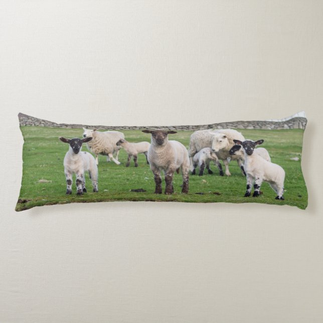 Shetland Sheep Body Pillow (Front)